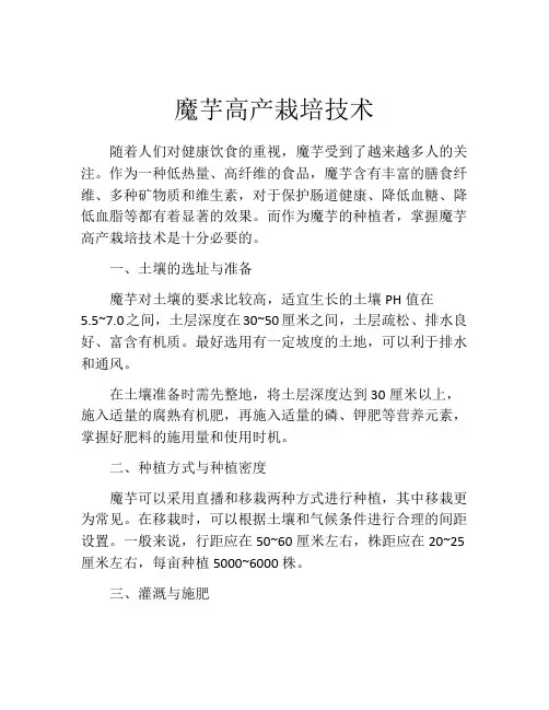 魔芋高产栽培技术