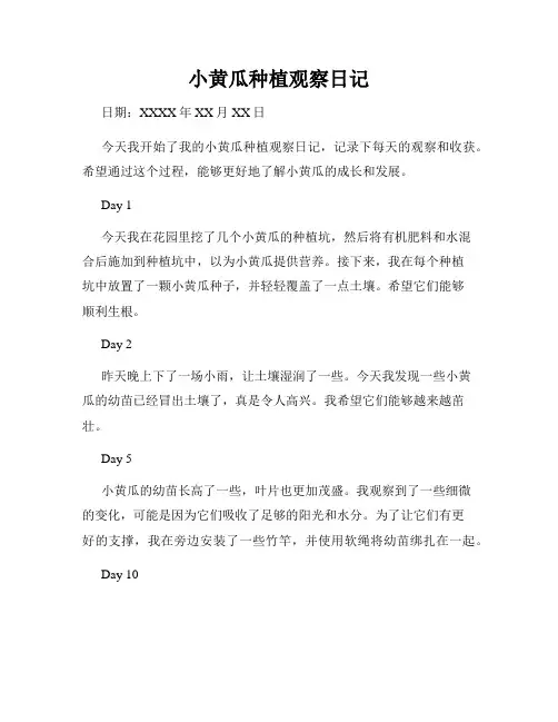 小黄瓜种植观察日记