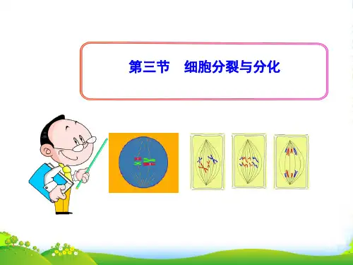 七年级生物上册 第三章 第三节 细胞分裂与分化课件 苏教