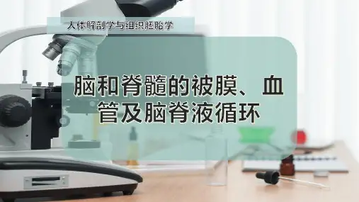 脑和脊髓的被膜、血管及脑脊液循环