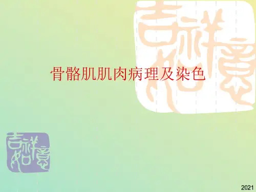 骨骼肌肌肉病理及染色