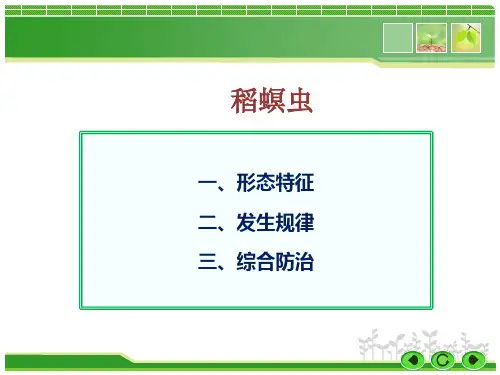 稻螟虫防治