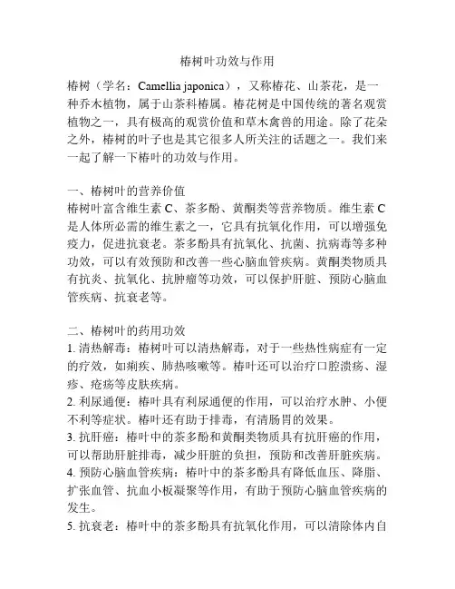 椿树叶功效与作用