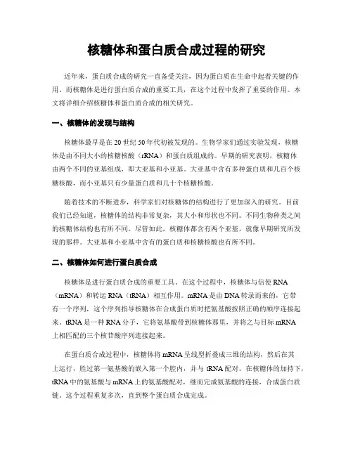 核糖体和蛋白质合成过程的研究