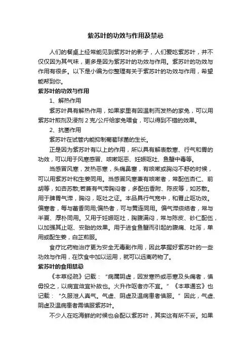 紫苏叶的功效与作用及禁忌