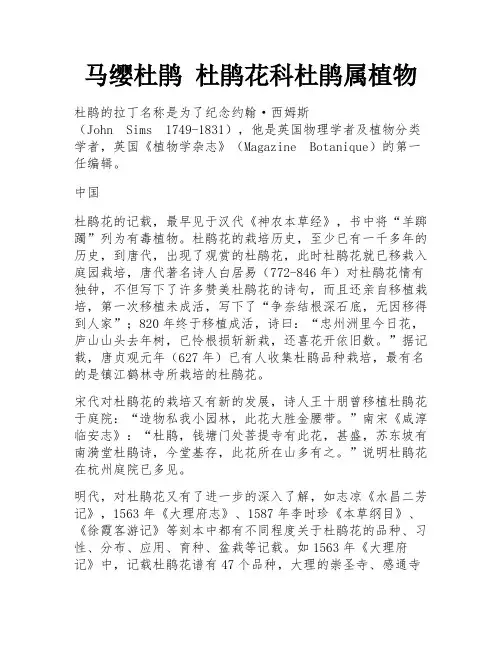 马缨杜鹃 杜鹃花科杜鹃属植物