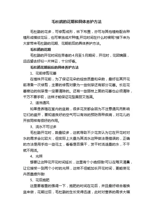 毛杜鹃的花期和具体养护方法