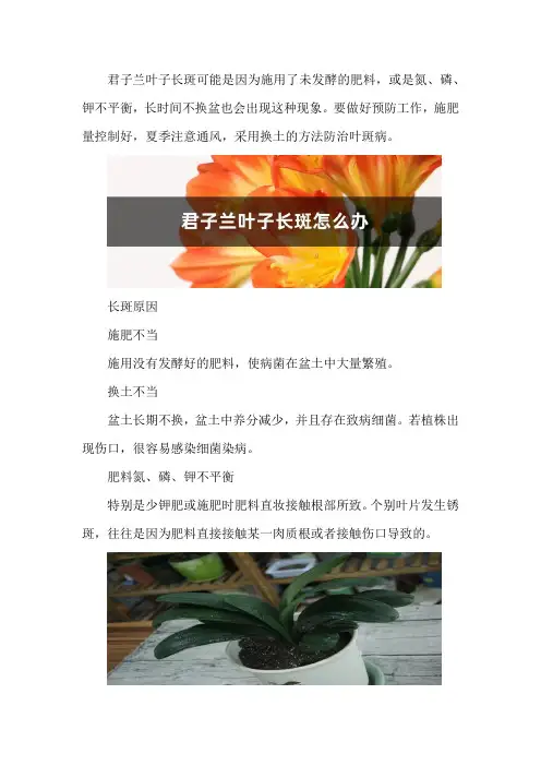 君子兰叶子长斑怎么办