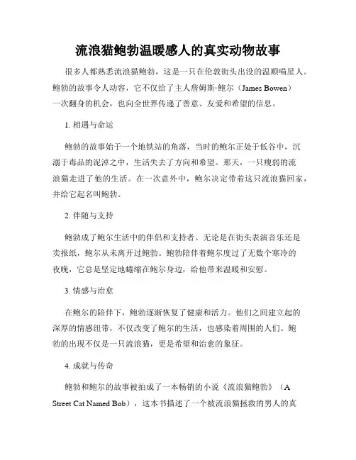 流浪猫鲍勃温暖感人的真实动物故事
