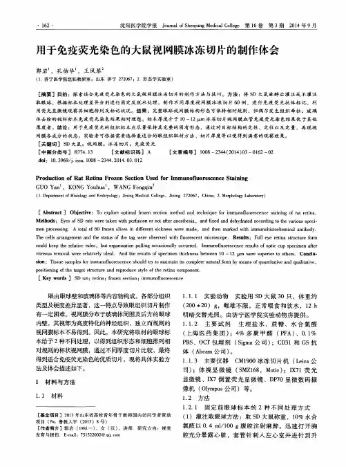 用于免疫荧光染色的大鼠视网膜冰冻切片的制作体会