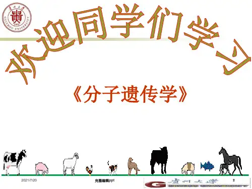 分子遗传学-遗传多态性ppt课件