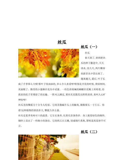 丝瓜(共10篇)