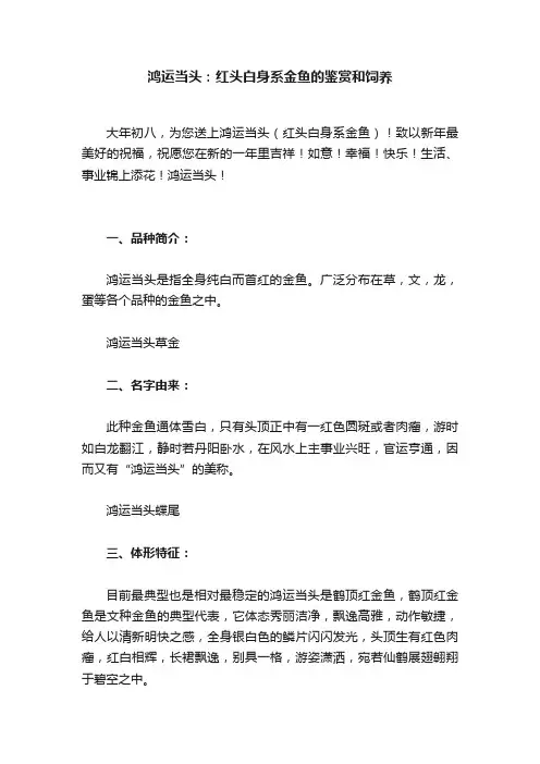 鸿运当头：红头白身系金鱼的鉴赏和饲养