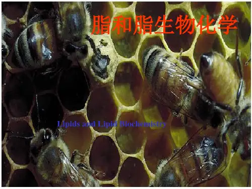 浙江大学生物化学与分子生物学笔记脂类和脂生物化学