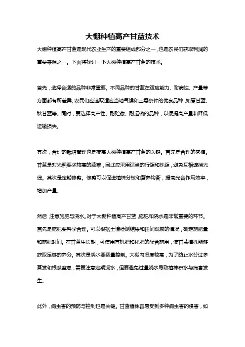 大棚种植高产甘蓝技术