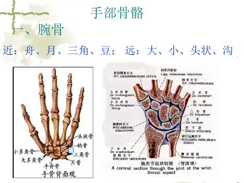 手部相关解剖
