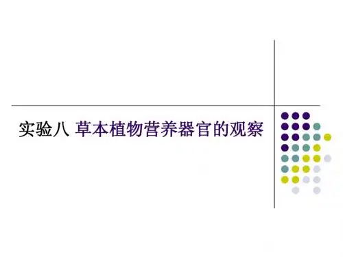 植物实验8 草本植物营养器官的观察