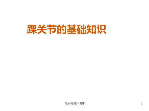 踝关节的基础知识ppt课件