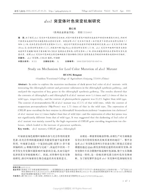 dss1_突变体叶色突变机制研究