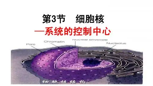 3. 细胞核