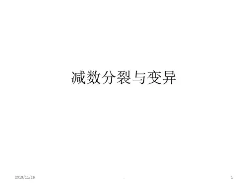 减数分裂与变异PPT课件