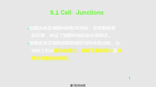 细胞连接与细胞通讯PPT课件