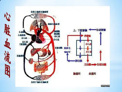 急性心力衰竭的诊断流程