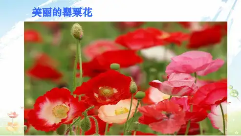 初中人教版八年级历史上册(2018年新版)  第一单元 中国开始沦殖民地半封建社会  第1课 鸦片战争(35张PPT