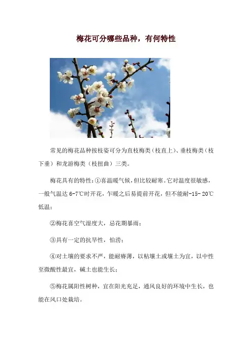 梅花可分哪些品种,有何特性