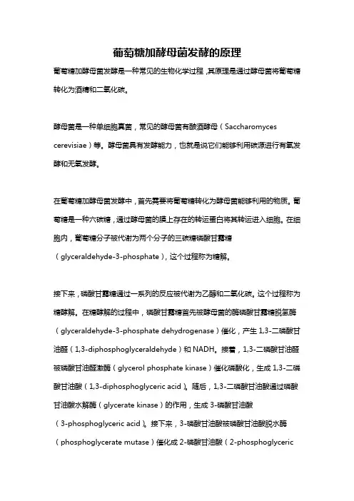 葡萄糖加酵母菌发酵的原理