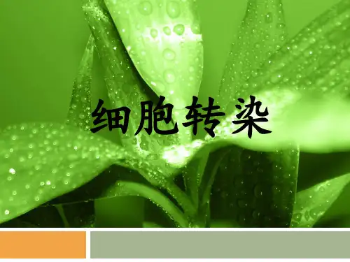 细胞转染
