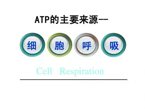 呼吸作用