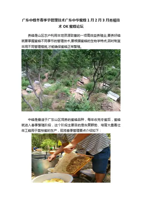 广东中蜂冬春季节管理技术广东中华蜜蜂1月2月3月养殖技术OK蜜蜂论坛