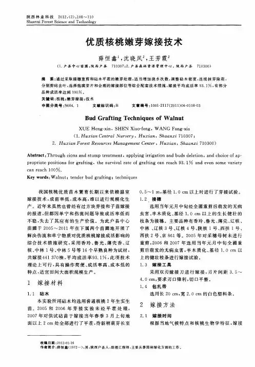 优质核桃嫩芽嫁接技术