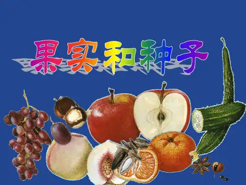 第七讲 果实和种子