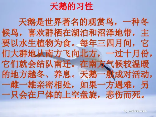 16天鹅的故事PPT课件[精选文档]