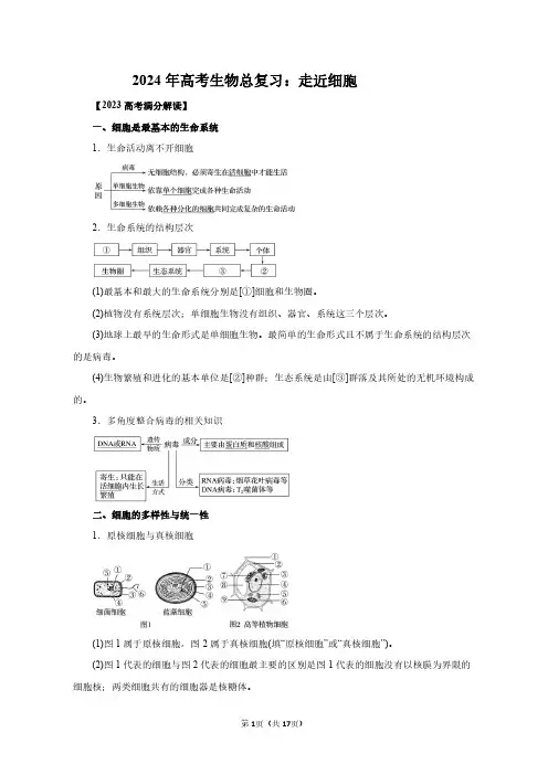 2024年高考生物总复习：走近细胞