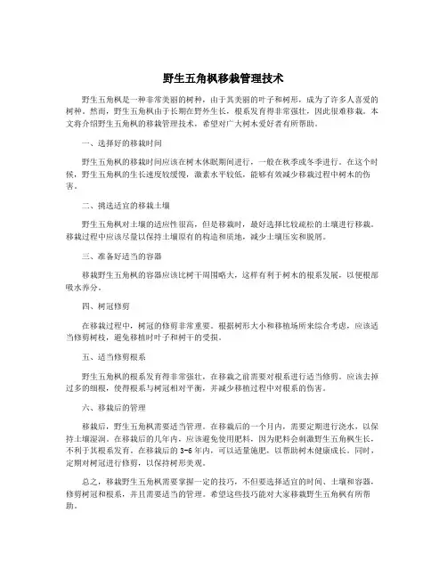 野生五角枫移栽管理技术