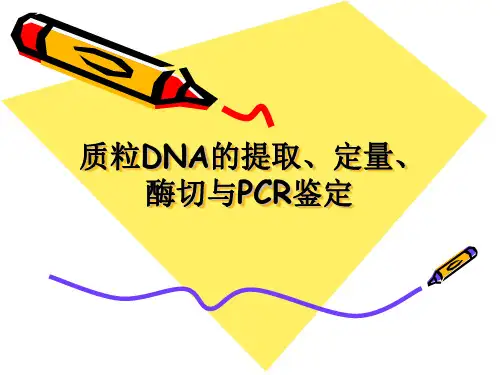 质粒DNA的提取、定量、酶切与PCR鉴定