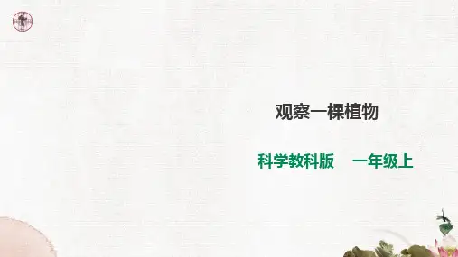 教科版小学科学一年级上册1.2《观察一棵植物》课件