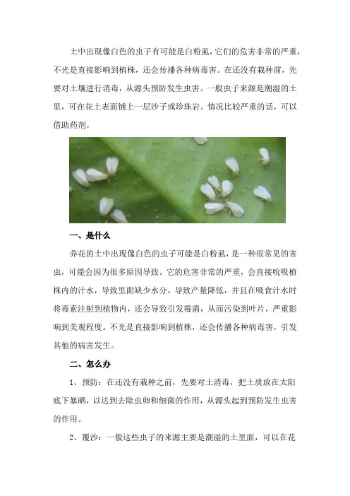 养花的土里有白色的虫怎么办