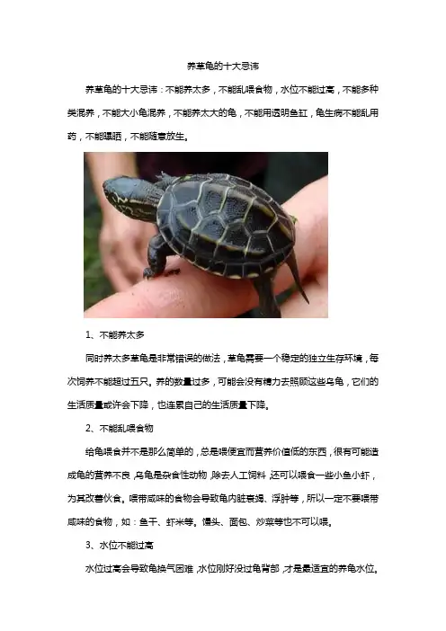 养草龟的十大忌讳