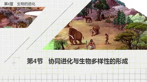 协同进化与生物多样性的形成