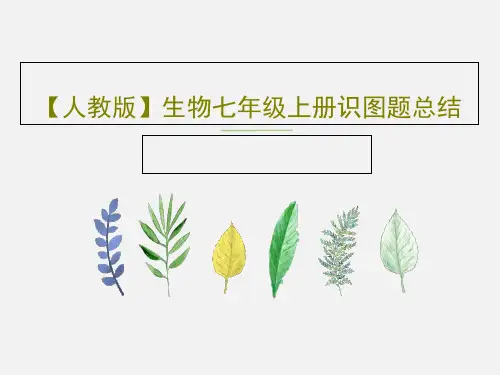 【人教版】生物七年级上册识图题总结PPT文档共22页