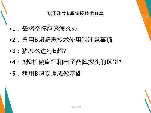 猪用动物b超实操技术分享