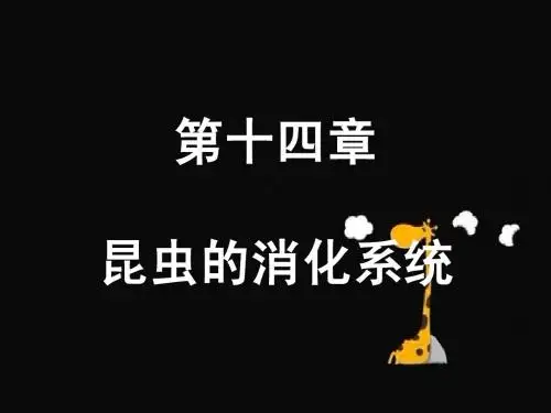 昆虫的内部结构