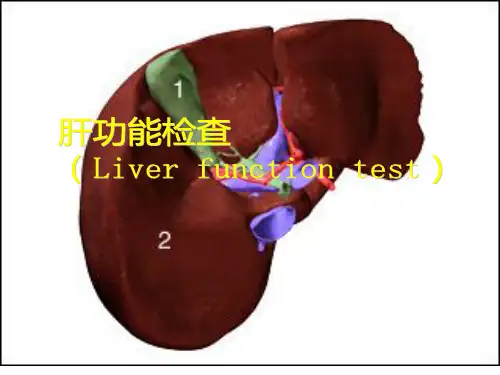 肝脏疾病常用检查PPT课件