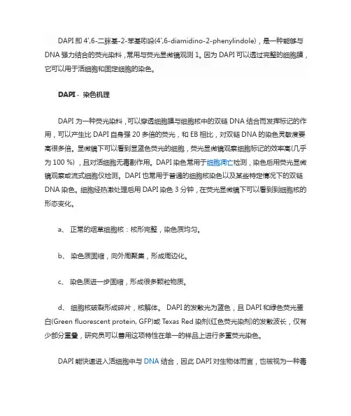 DAPI染色