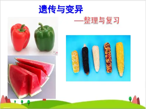 六年级下册科学PPT课件-2 遗传与变异(整理与复习)｜苏教版(共15张PPT)