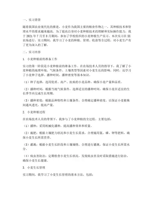 种植小麦的生产实习报告